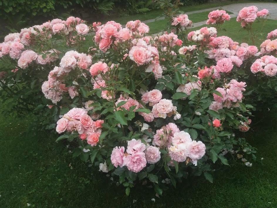 Casetta Delle Rose 比耶拉 外观 照片